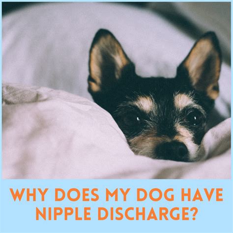 dog nipple discharge not pregnant|Swollen Dog Nipples: Causes, Treatment, and When to Worry